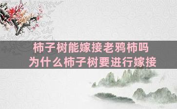 柿子树能嫁接老鸦柿吗 为什么柿子树要进行嫁接